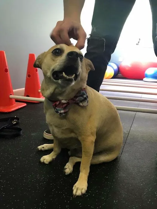 WagHab: Asheville Dog Exercise and Aquatic Gym 2