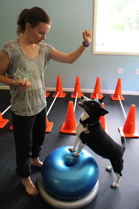 WagHab: Asheville Dog Exercise and Aquatic Gym 4