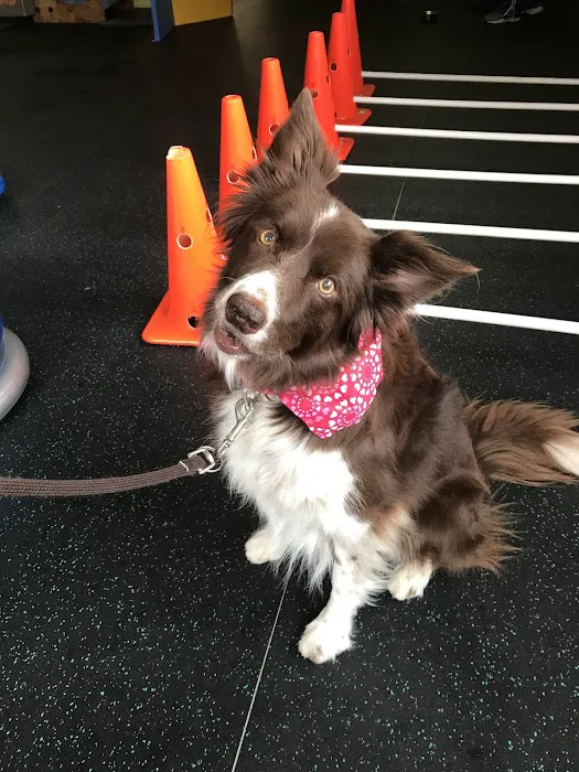 WagHab: Asheville Dog Exercise and Aquatic Gym 7