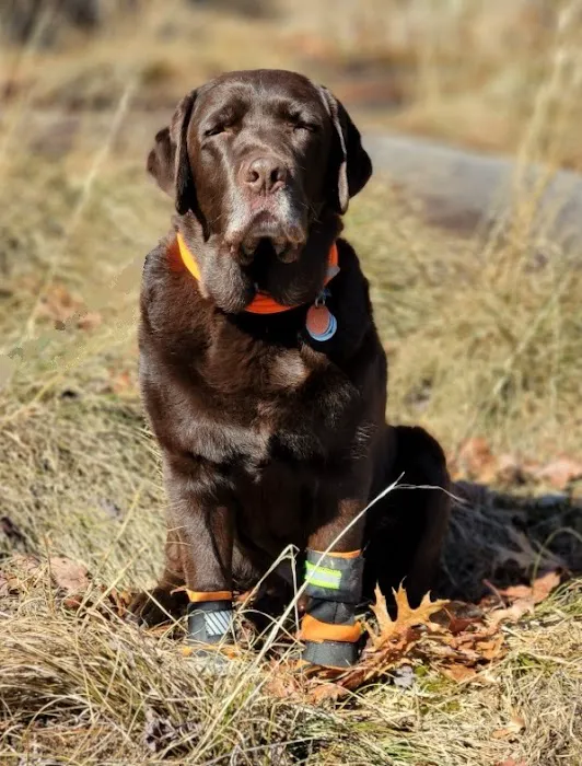 WagHab: Asheville Dog Exercise and Aquatic Gym 1