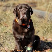 WagHab: Asheville Dog Exercise and Aquatic Gym ico