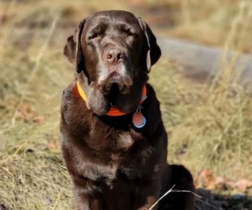 WagHab: Asheville Dog Exercise and Aquatic Gym