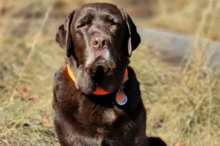 WagHab: Asheville Dog Exercise and Aquatic Gym