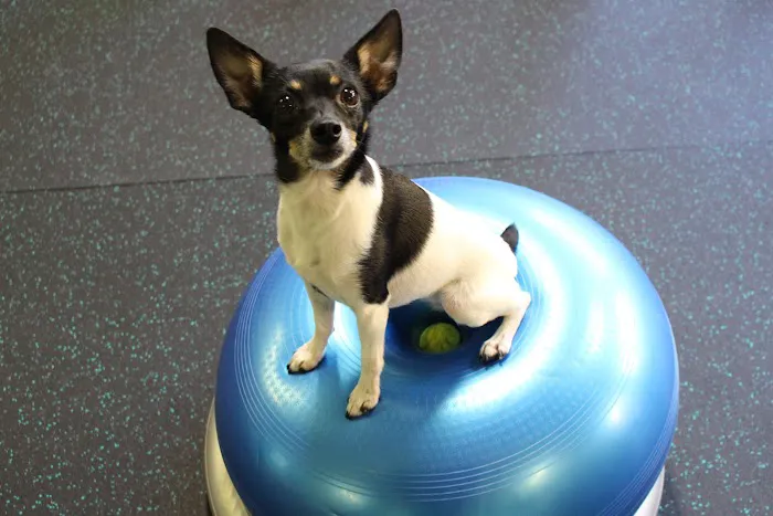 WagHab: Asheville Dog Exercise and Aquatic Gym 6