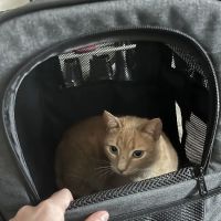 Asheville Veterinary Associates - South ico