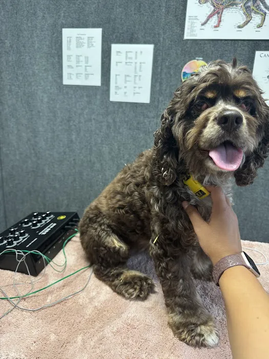 Asheville Animal Acupuncture 4