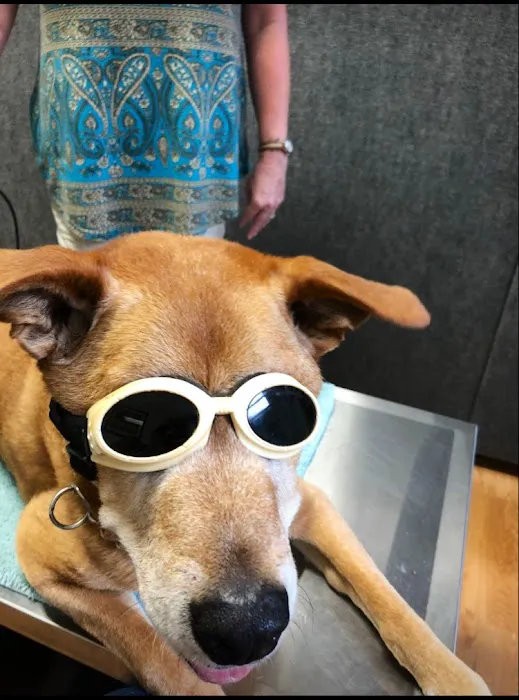 Asheville Animal Acupuncture 2