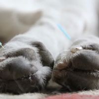 Asheville Animal Acupuncture ico