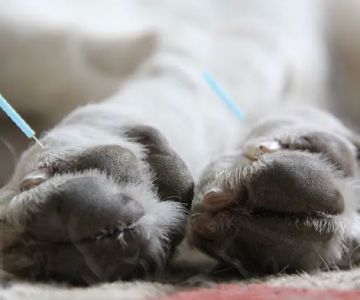 Asheville Animal Acupuncture