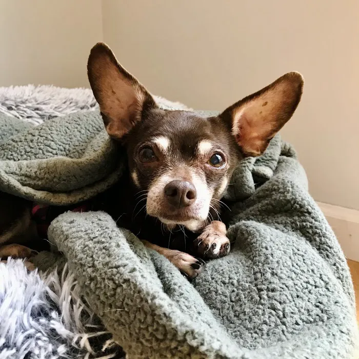 Charlotte Street Animal Hospital 4