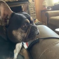 Charlotte Street Animal Hospital ico