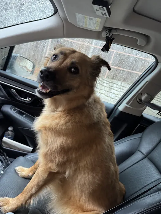 Animal Hospital of North Asheville 1