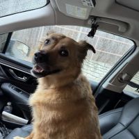 Animal Hospital of North Asheville ico