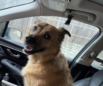 Animal Hospital of North Asheville