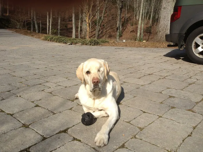 Animal Hospital of North Asheville 8