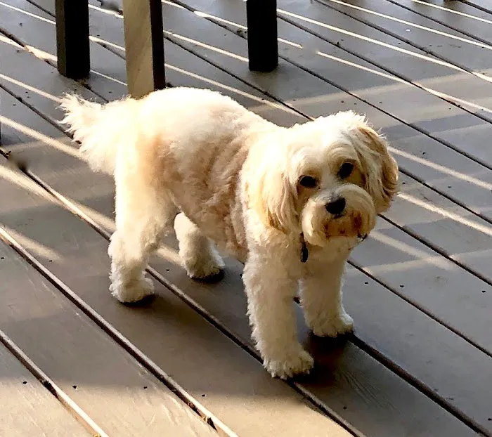 Animal Hospital of North Asheville 3