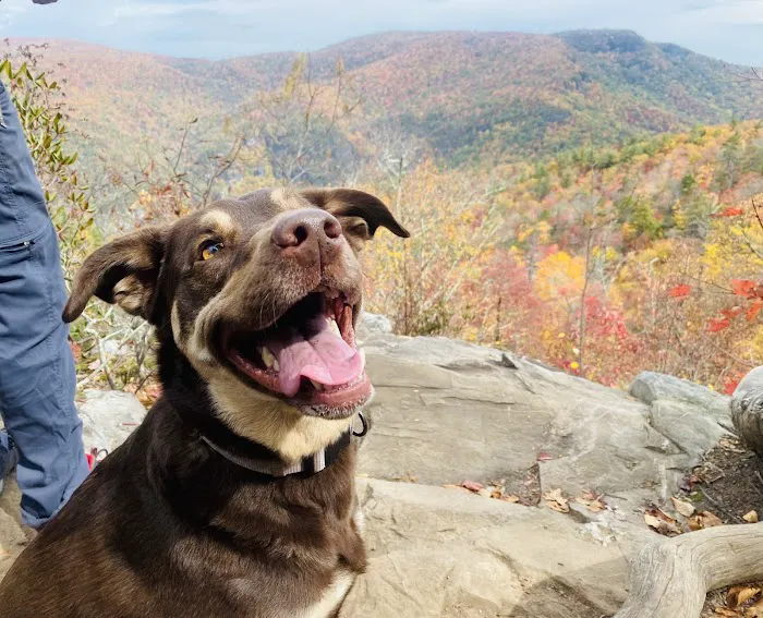 Animal Hospital of North Asheville 6