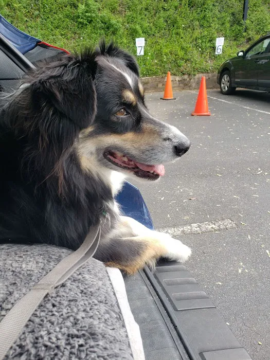 Animal Hospital of North Asheville 2