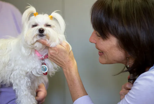 Sunvet Animal Wellness Clinic 3