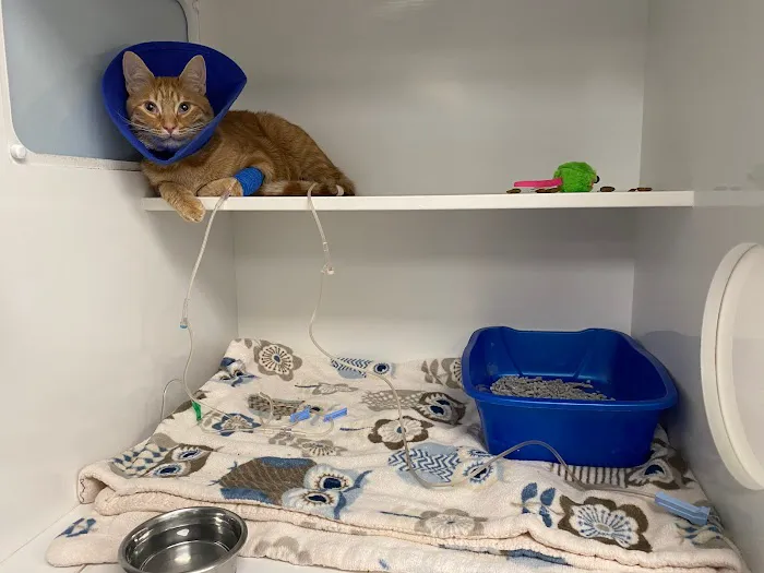 Cat Clinic of Asheville 12