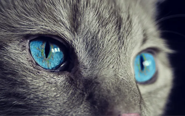Cat Clinic of Asheville 12