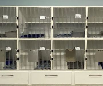 Cat Clinic of Asheville