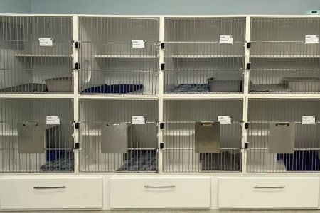 Cat Clinic of Asheville