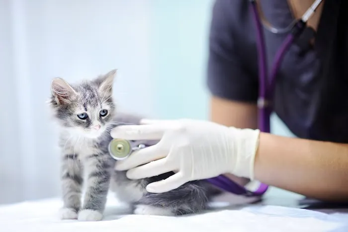 Cat Clinic of Asheville 12