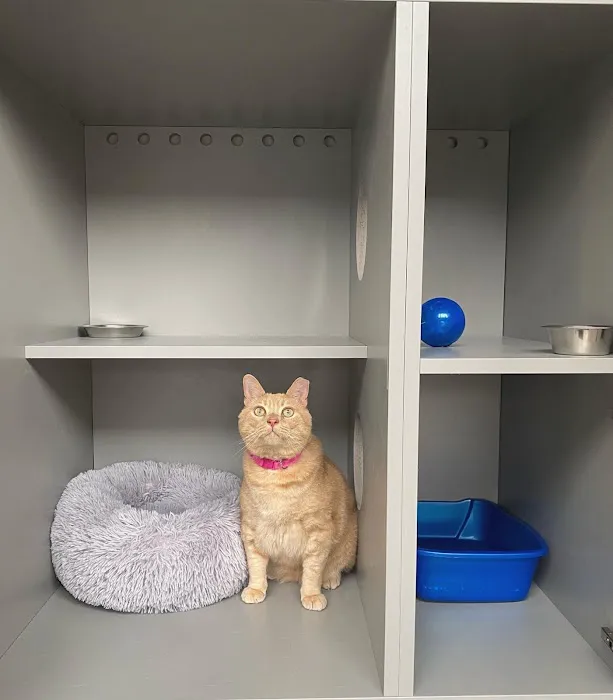 Cat Clinic of Asheville 12