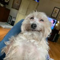Blue Ridge Veterinary Clinic ico