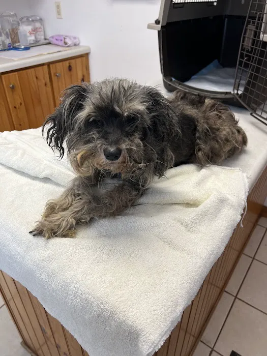 Roan Mountain Animal Hospital 3