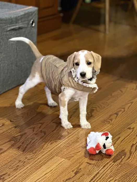 Animal Hospital of Boone 1