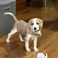 Animal Hospital of Boone ico