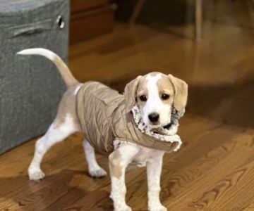 Animal Hospital of Boone