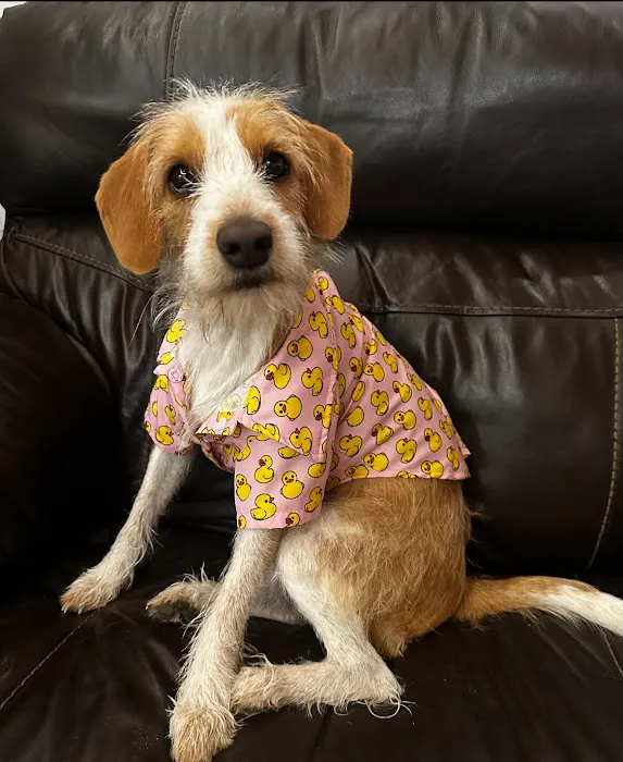Animal Hospital of Boone 3