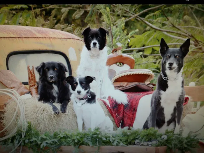 Watauga Veterinary Hospital 9