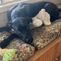 Watauga Veterinary Hospital ico