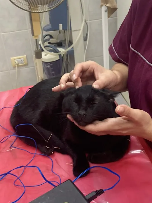 BALANCE Integrative Veterinary Clinic 3