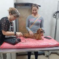 BALANCE Integrative Veterinary Clinic ico