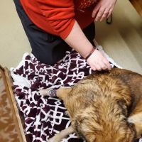 Animal Emergency Clinic of the High Country ico
