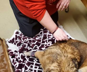 Animal Emergency Clinic of the High Country