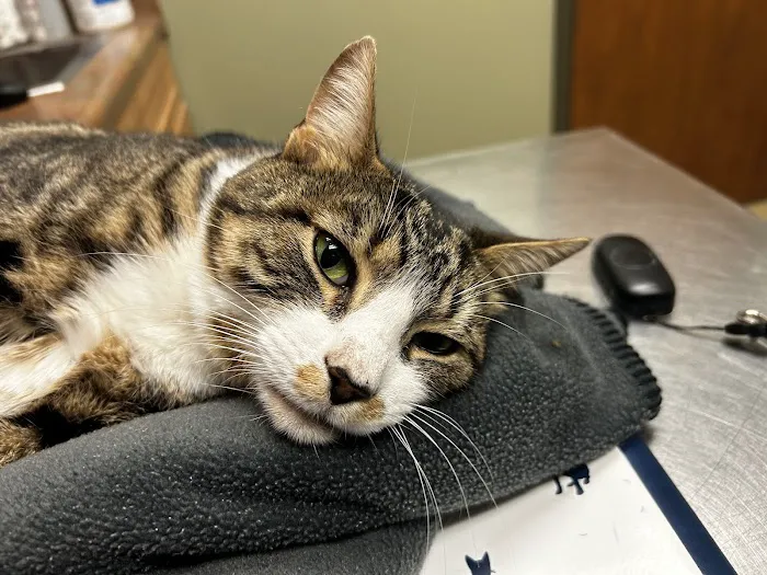 Animal Emergency Clinic of the High Country 7