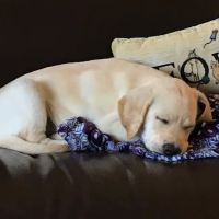 Appalachian New River Veterinary Associates ico