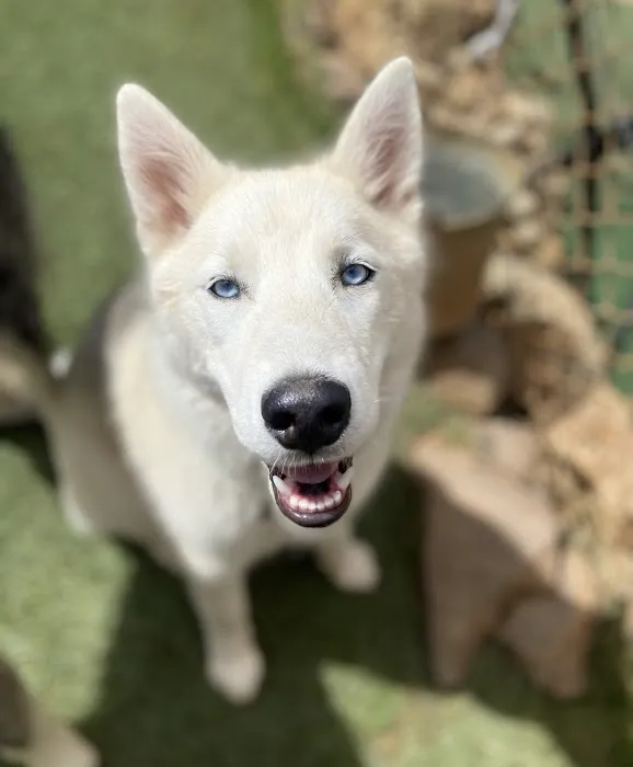 Appalachian Animal Hospital 1
