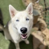 Appalachian Animal Hospital ico