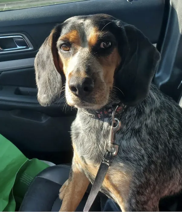 Appalachian Animal Hospital 5