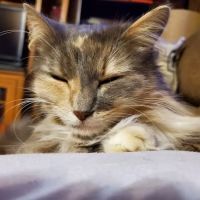 Allen Animal Hospital ico