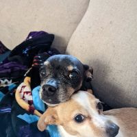 Mountain Animal Hospital ico