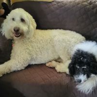 Rocky Top Veterinary Hospital ico