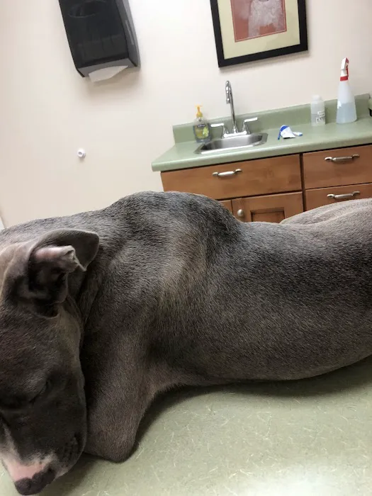 The Animal Hospital at Reems Creek 8